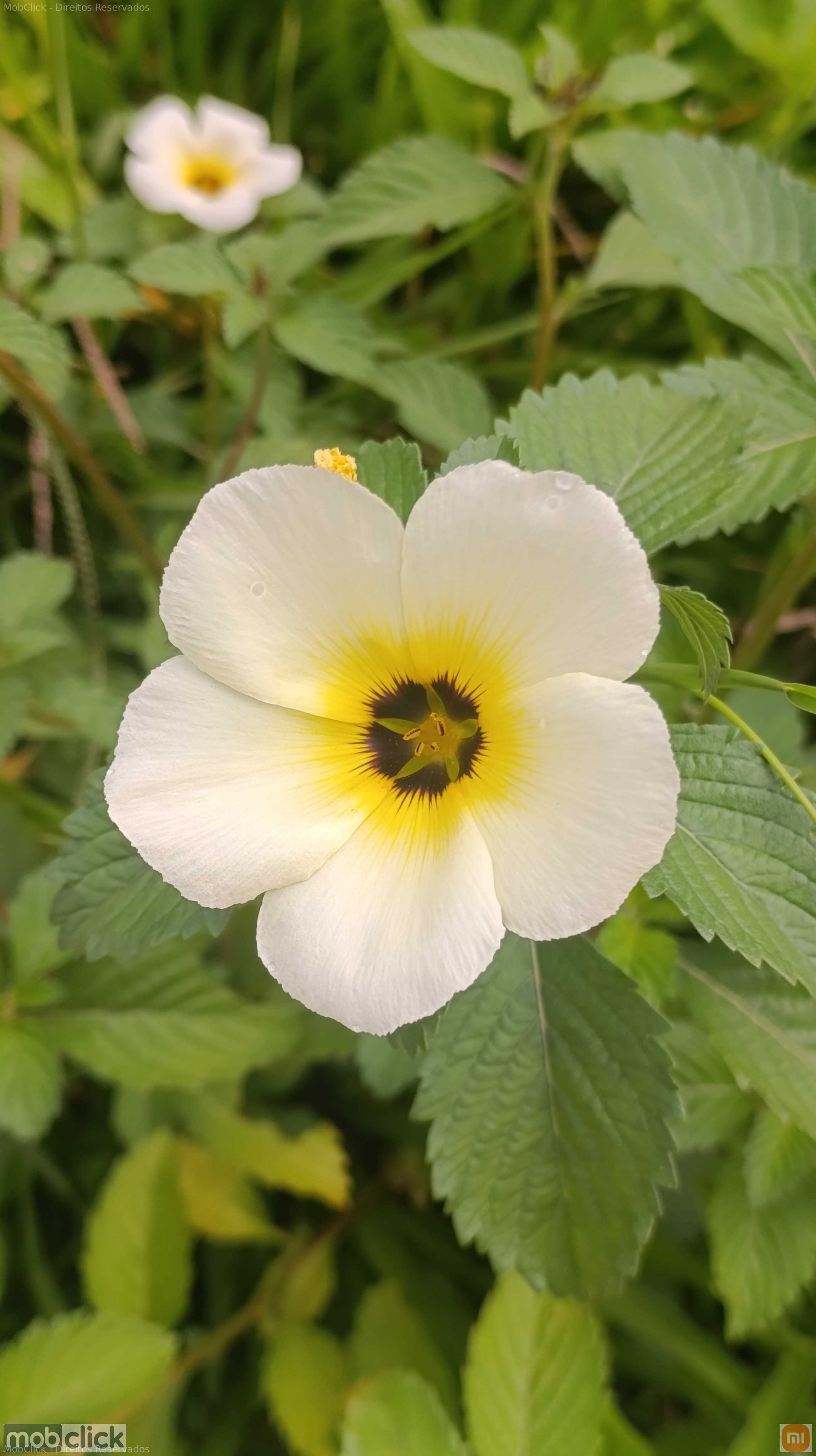 Xanaria - flor branca e amarela