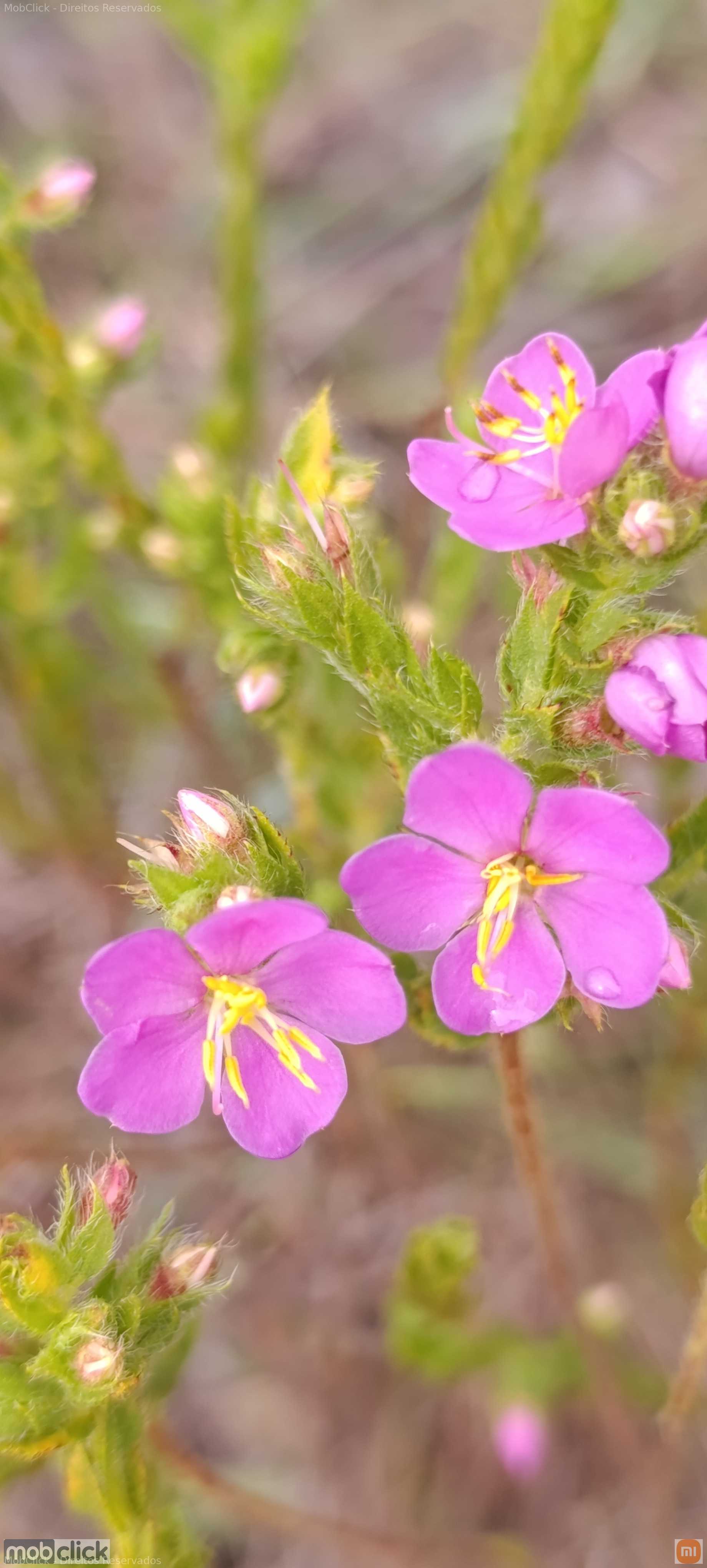Marmelada de cavalo frutas do cerrado