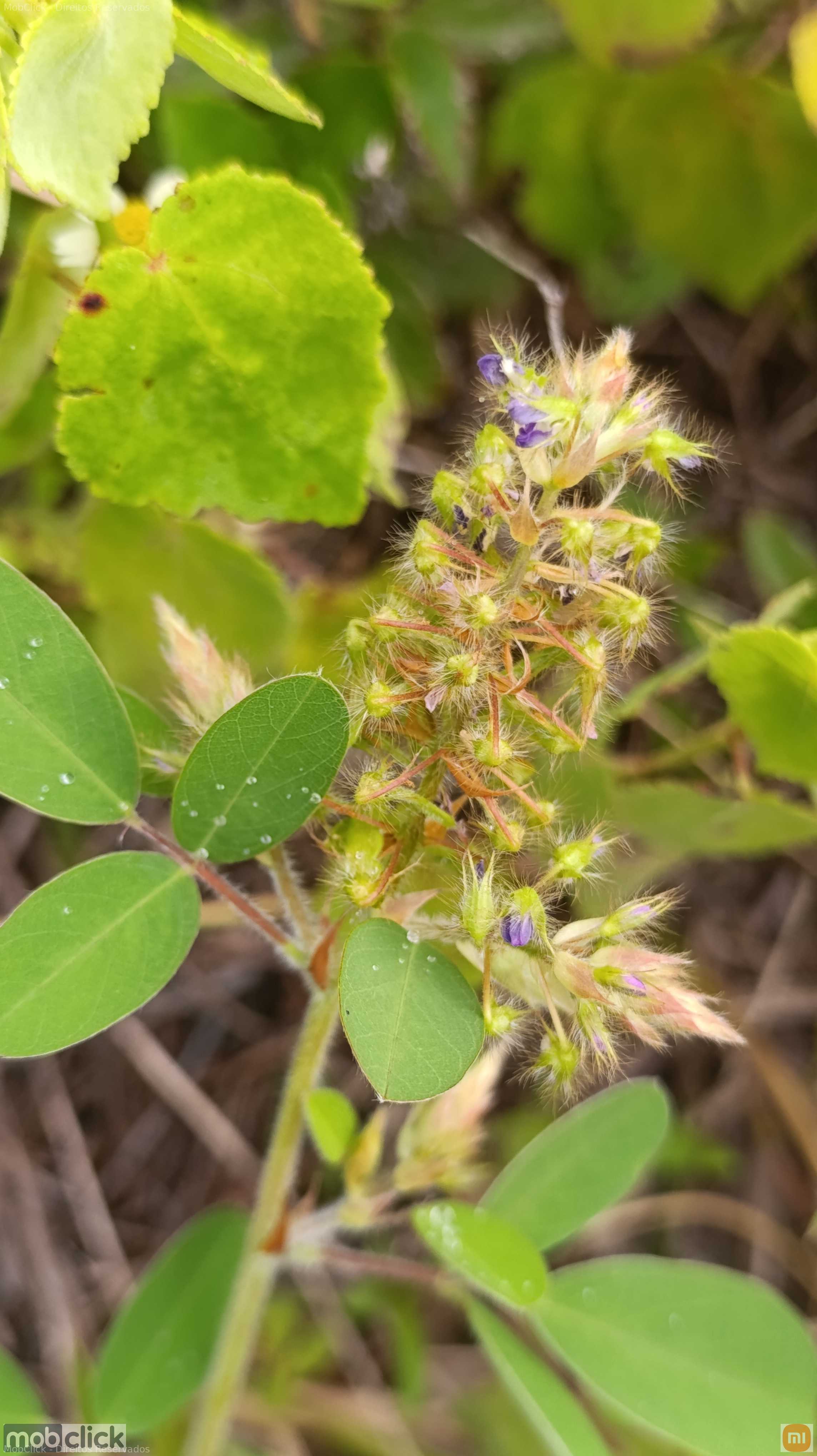 Besouro vermelho e branco na flor