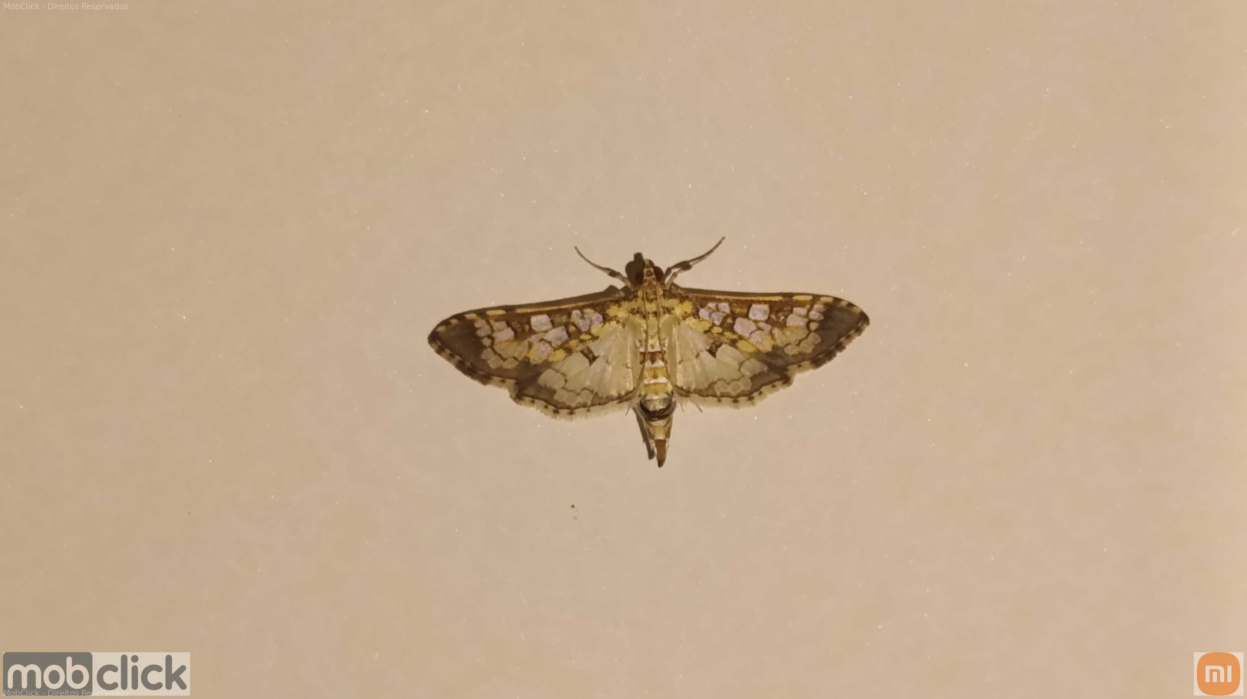 Borboleta / Mariposa