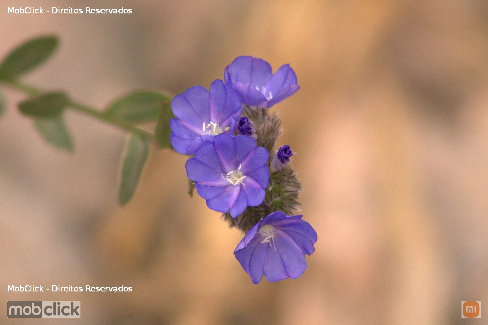 Flor da Chapada Diamantina - Dichondroideae