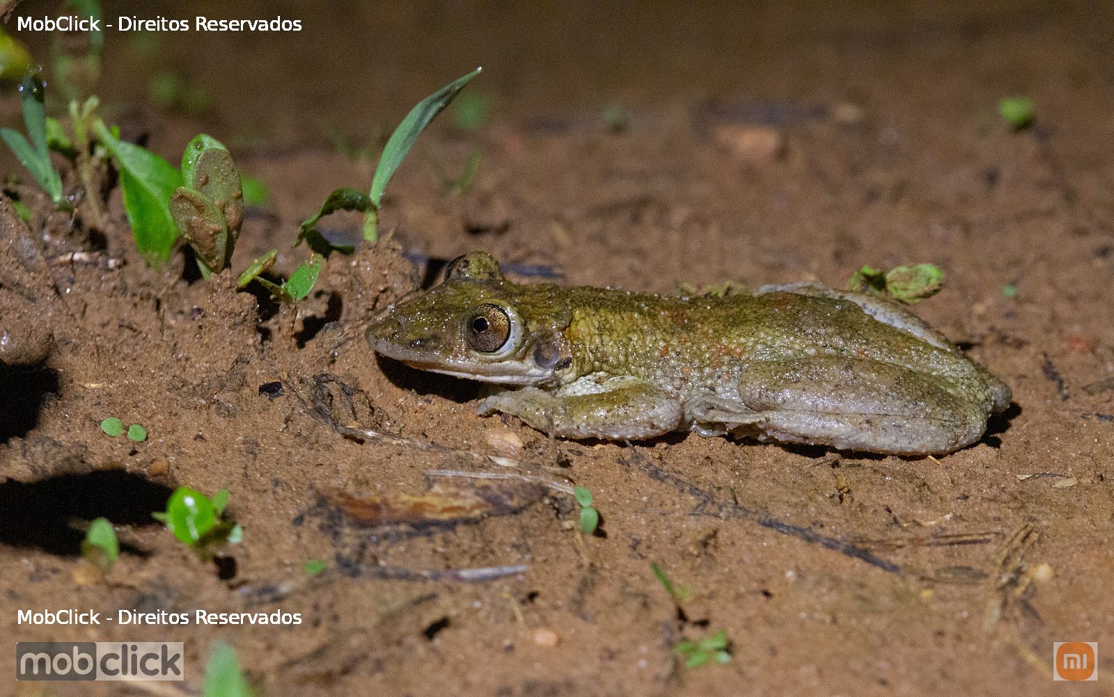 Perereca-de-Capacete (Corythomantis greeningi)