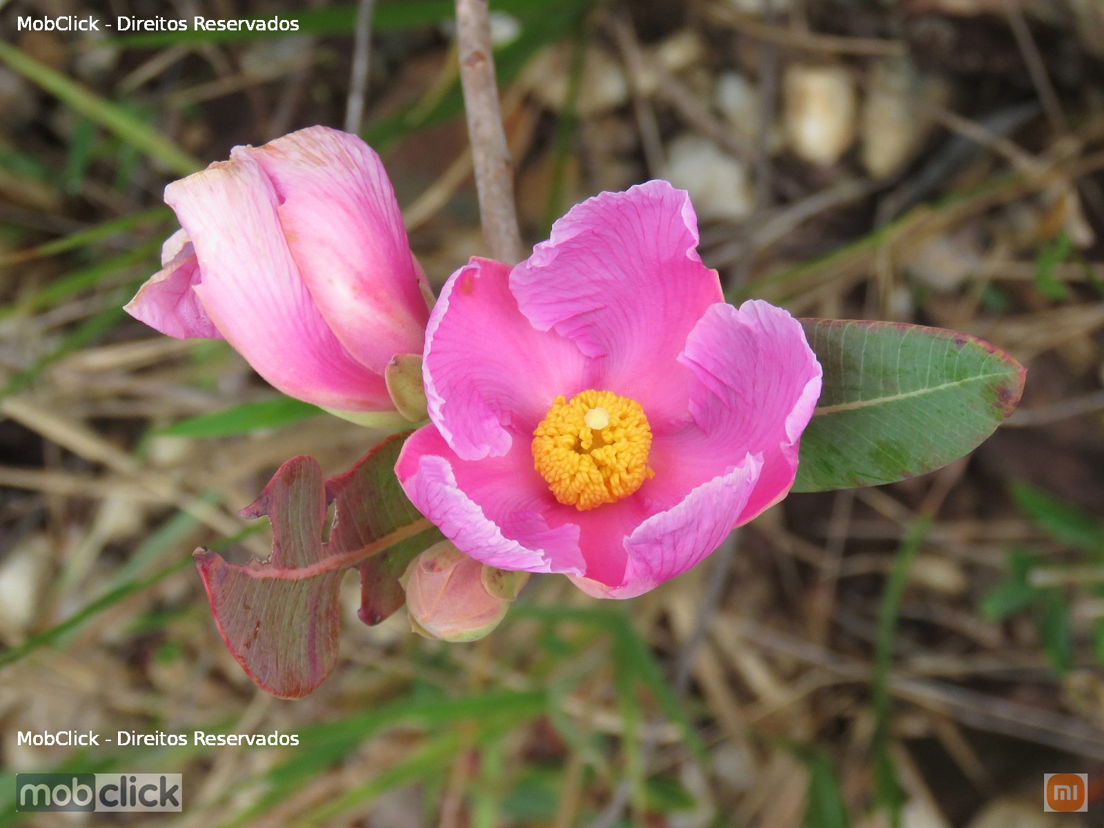 Rosa-do-campo (Kielmeyera rubriflora)