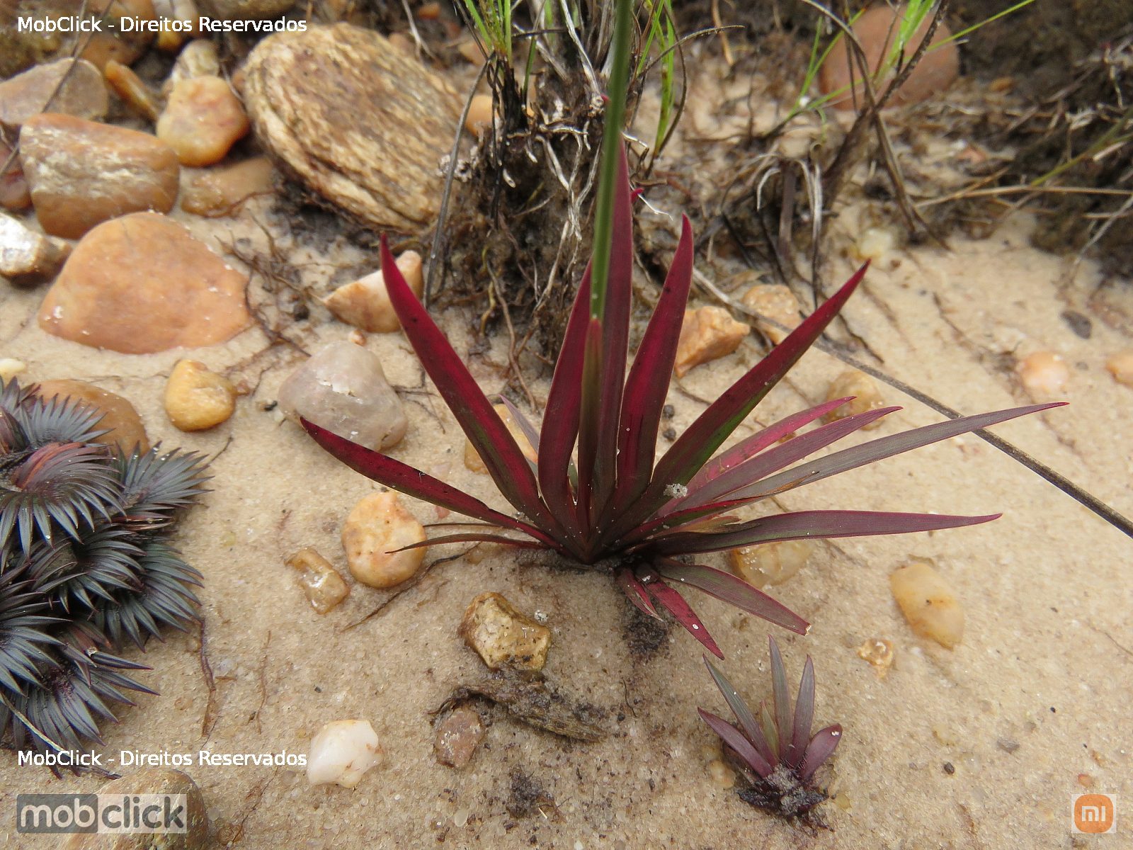 Plantas Vasculares (Tracheophyta)