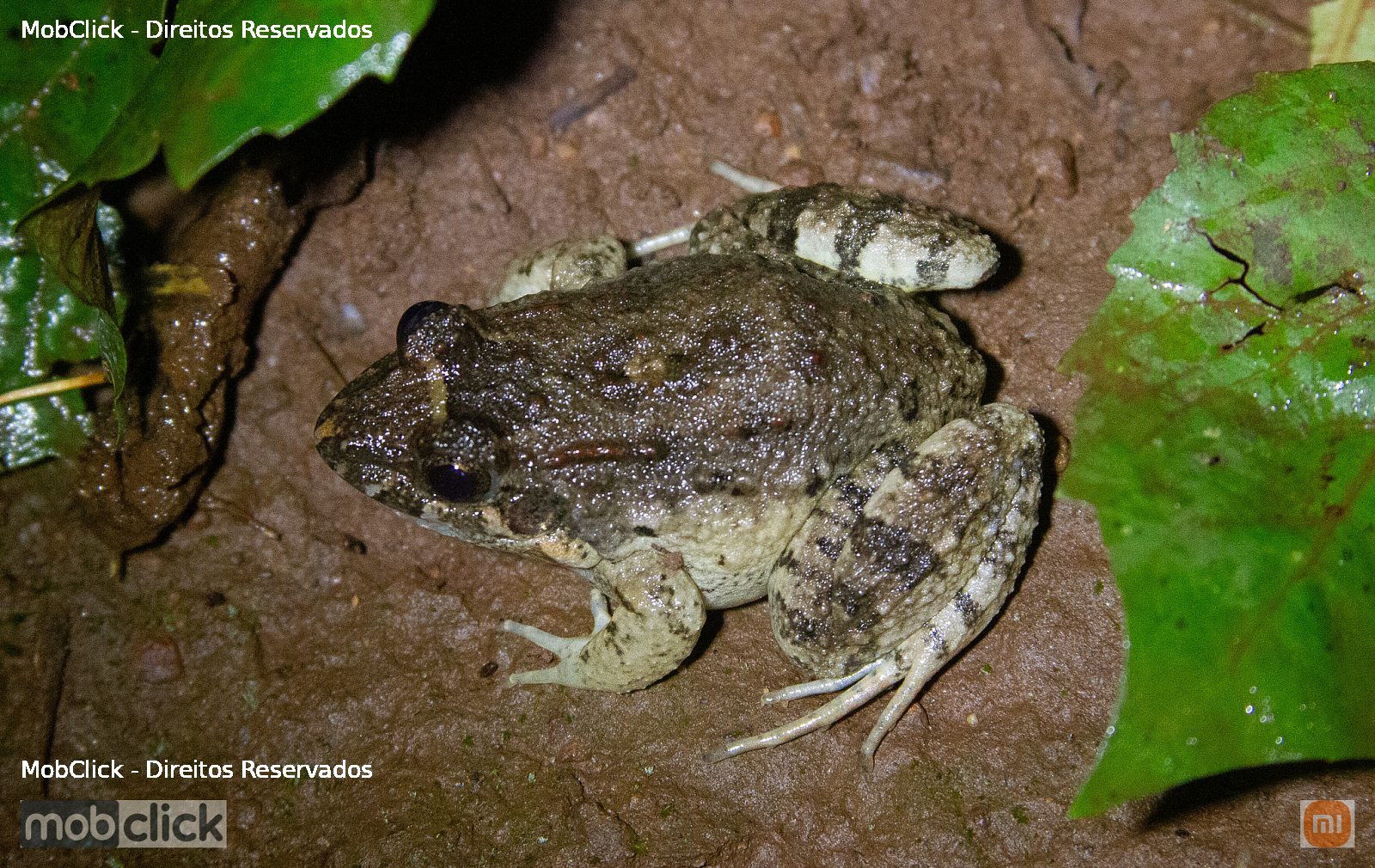 Rã do ventre salpicado (Leptodactylus podicipinus)