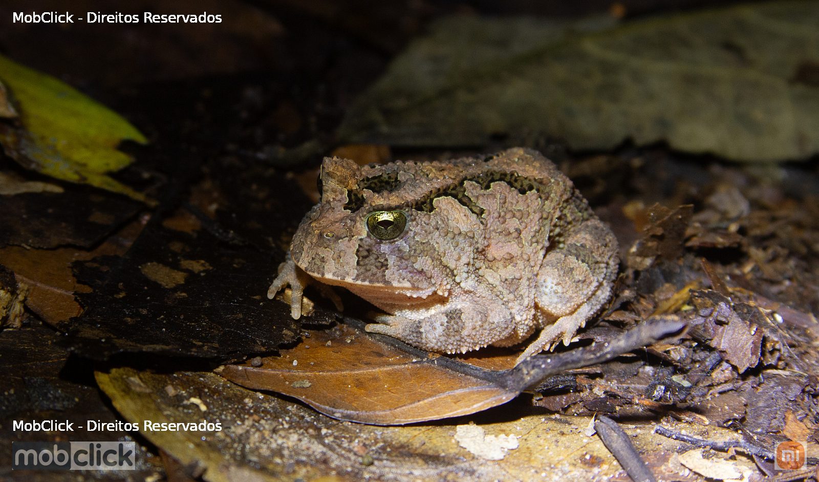 Sapo - Goiás Smooth-horned Frog (Proceratophrys goyana)