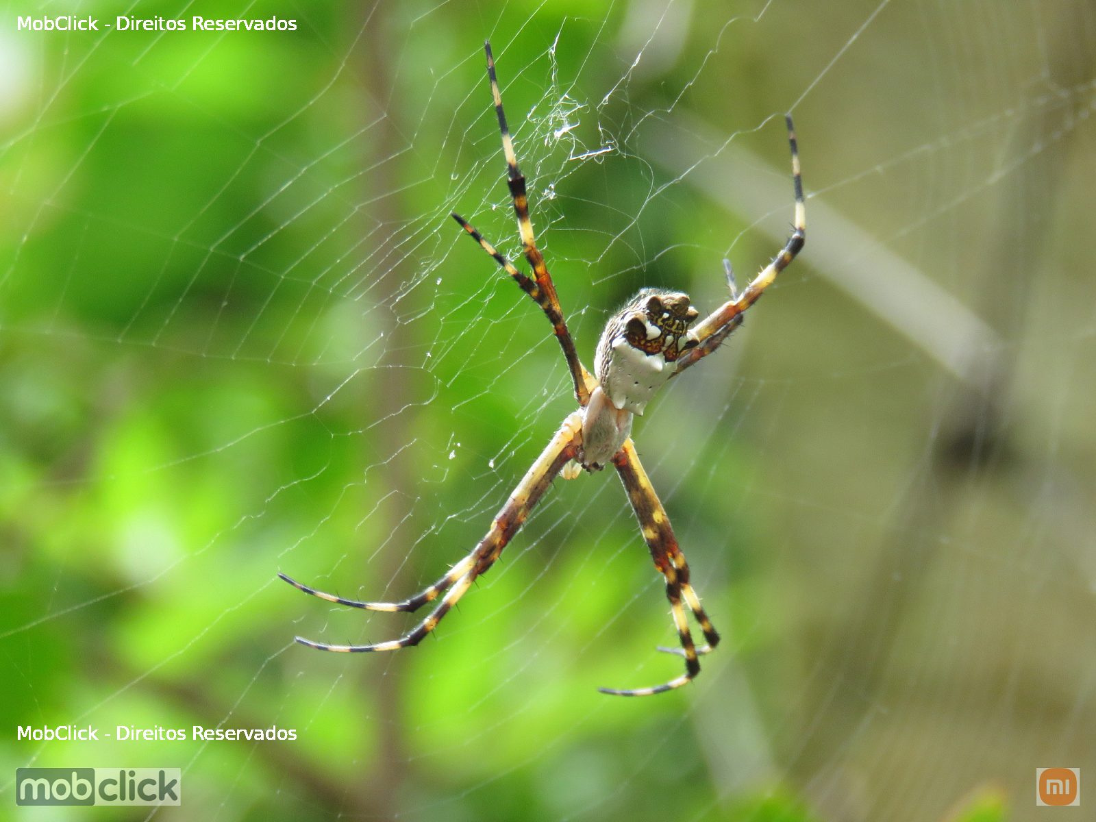 Aranha-de-Prata (Argiope argentata)