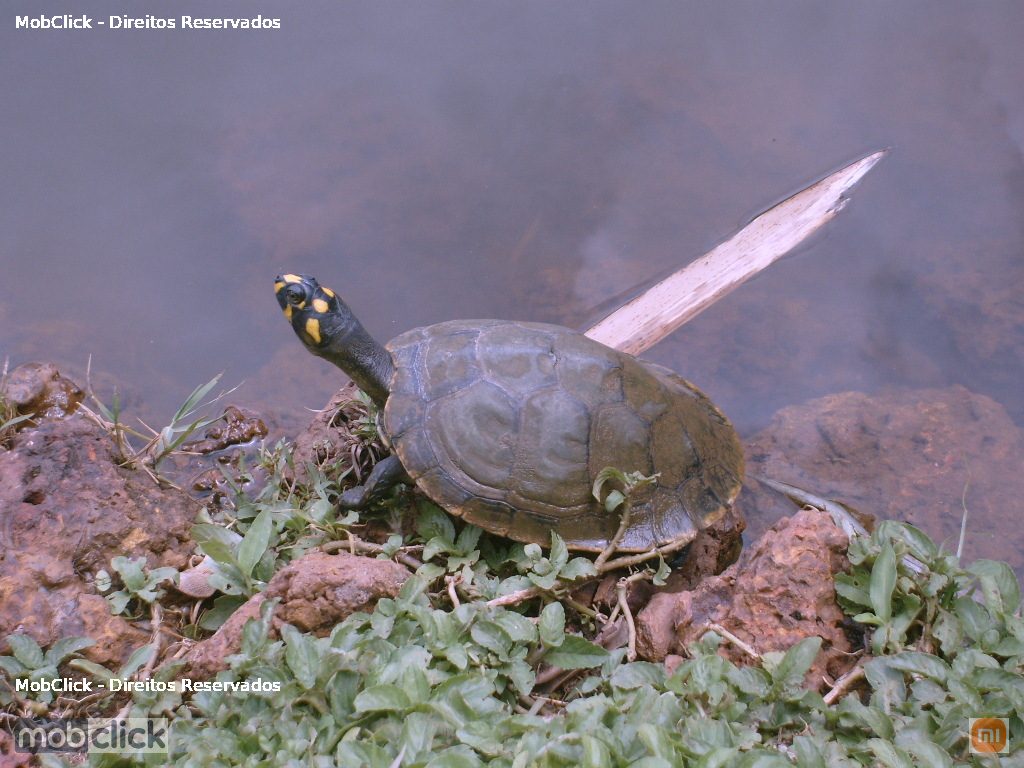 Tracajá (Podocnemis unifilis)