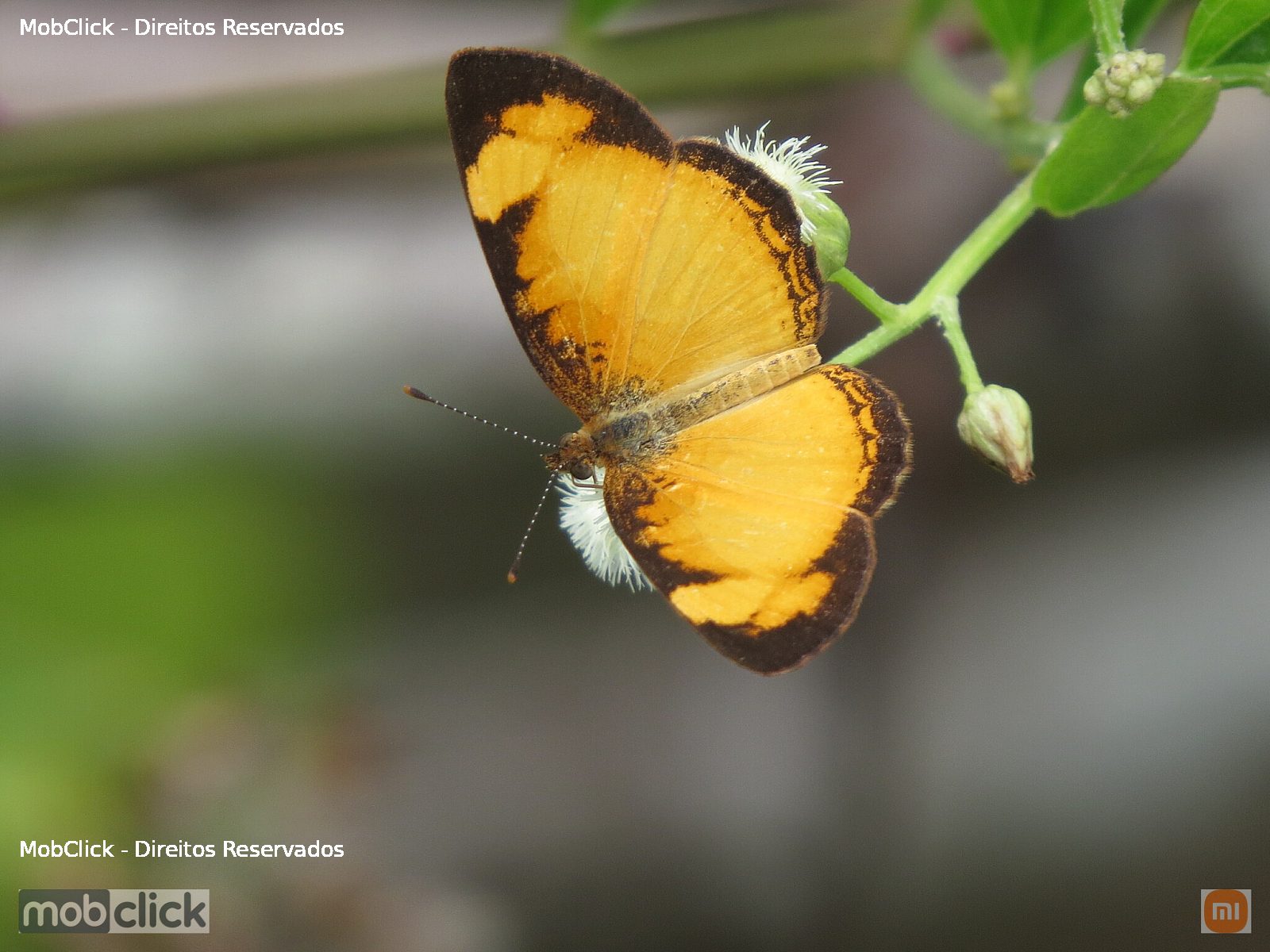 Borboleta - Neotropical Crescents (Tegosa)