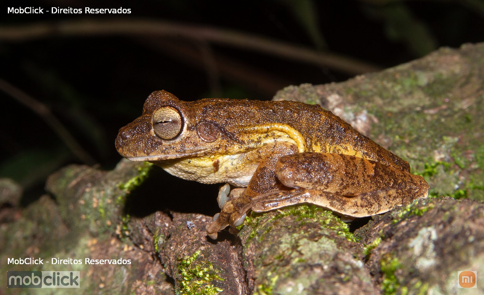 Perereca-usina (Boana lundii)