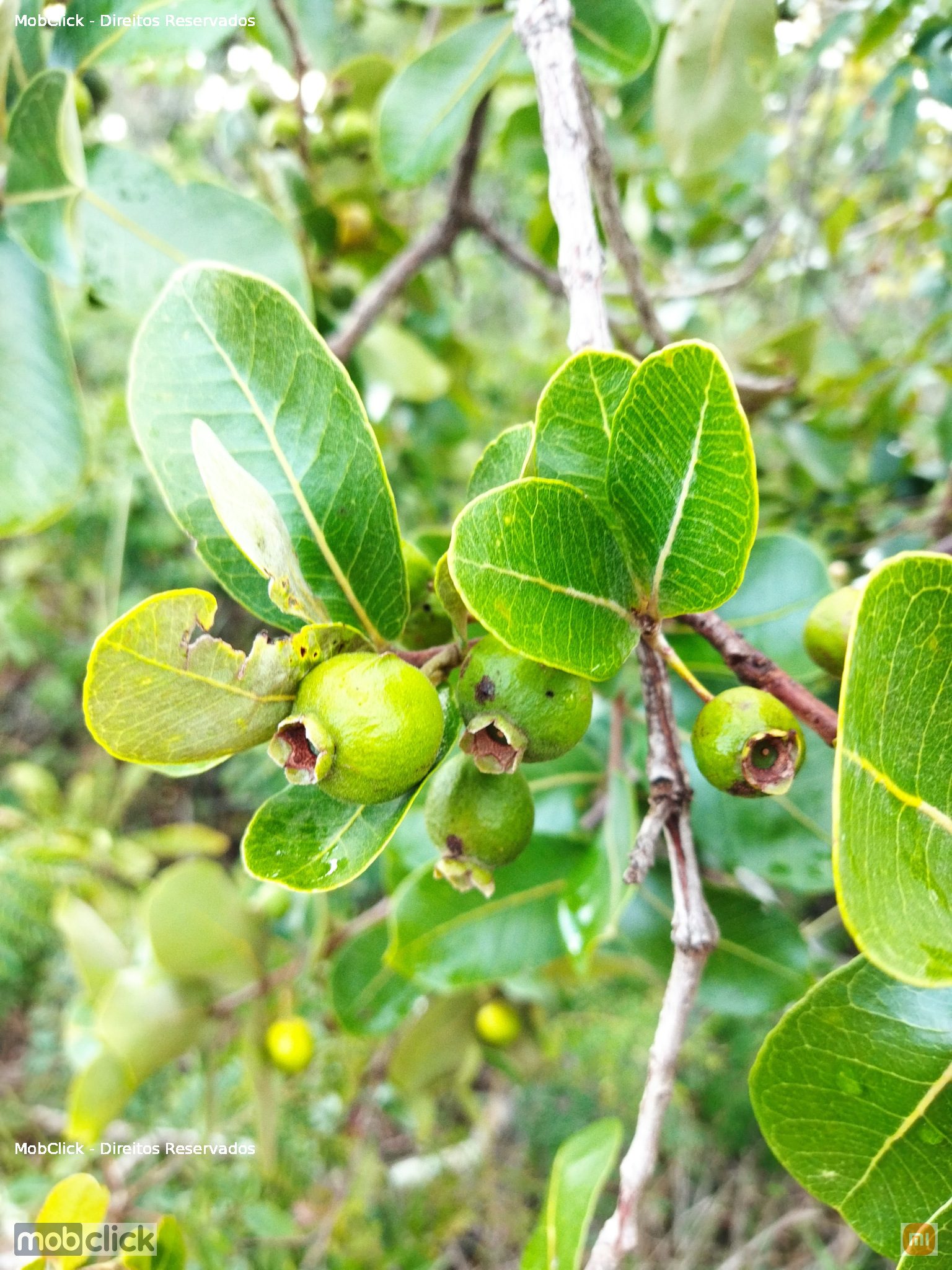 Marangaba (Psidium laruotteanum)