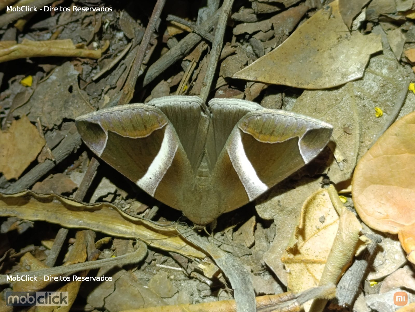 Mariposa - Dysgonia expediens