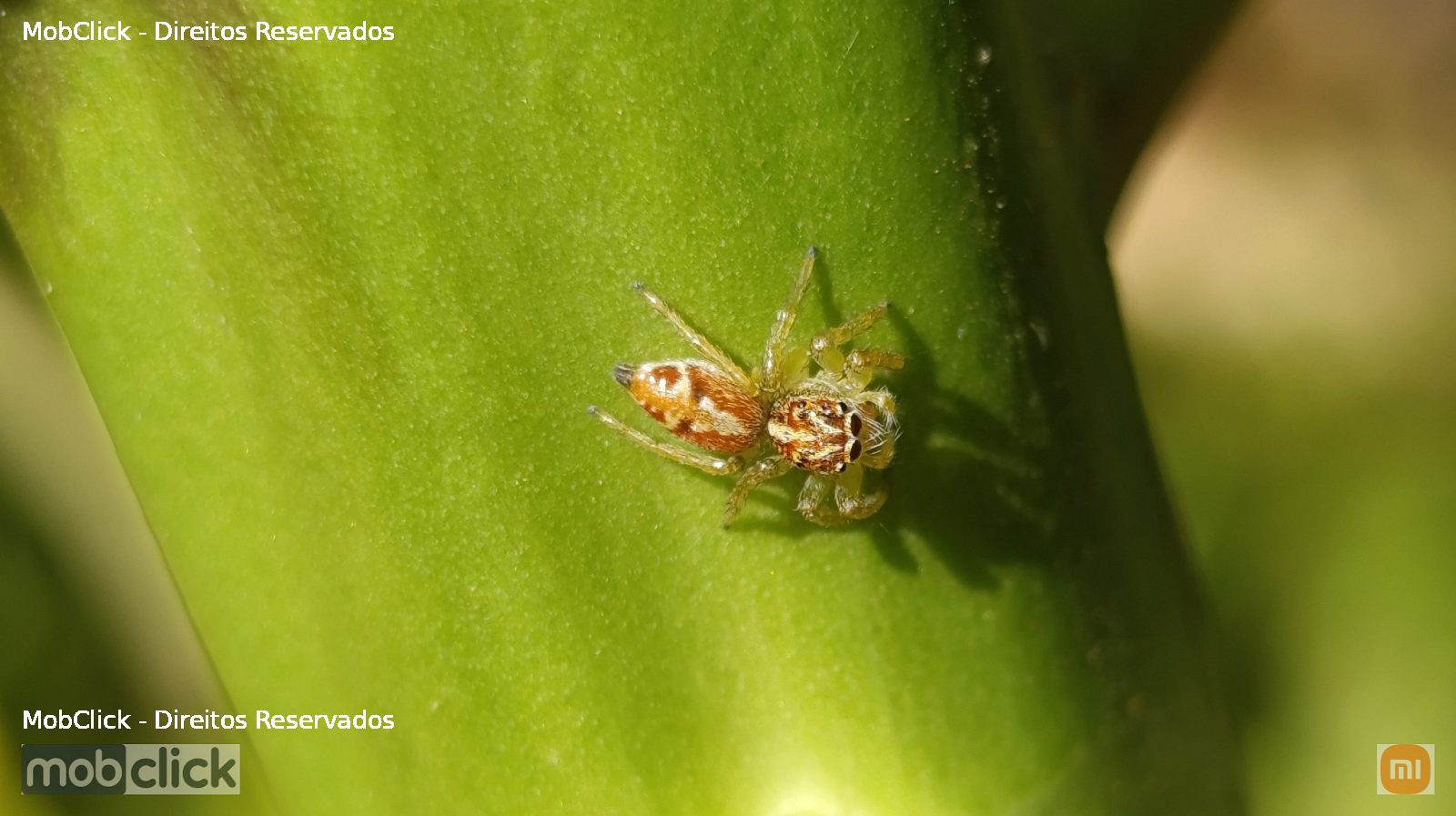 Aranha saltadeira - Frigga