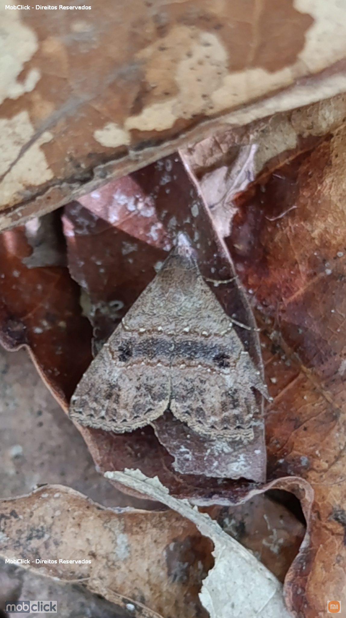 Mariposa - Hormoschista