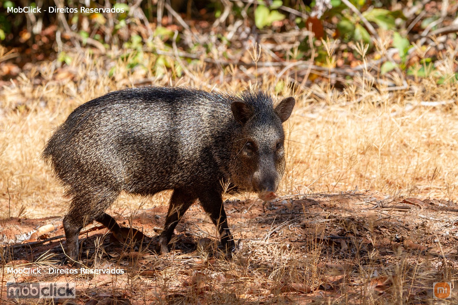 Porco-do-mato (Pecari tajacu)