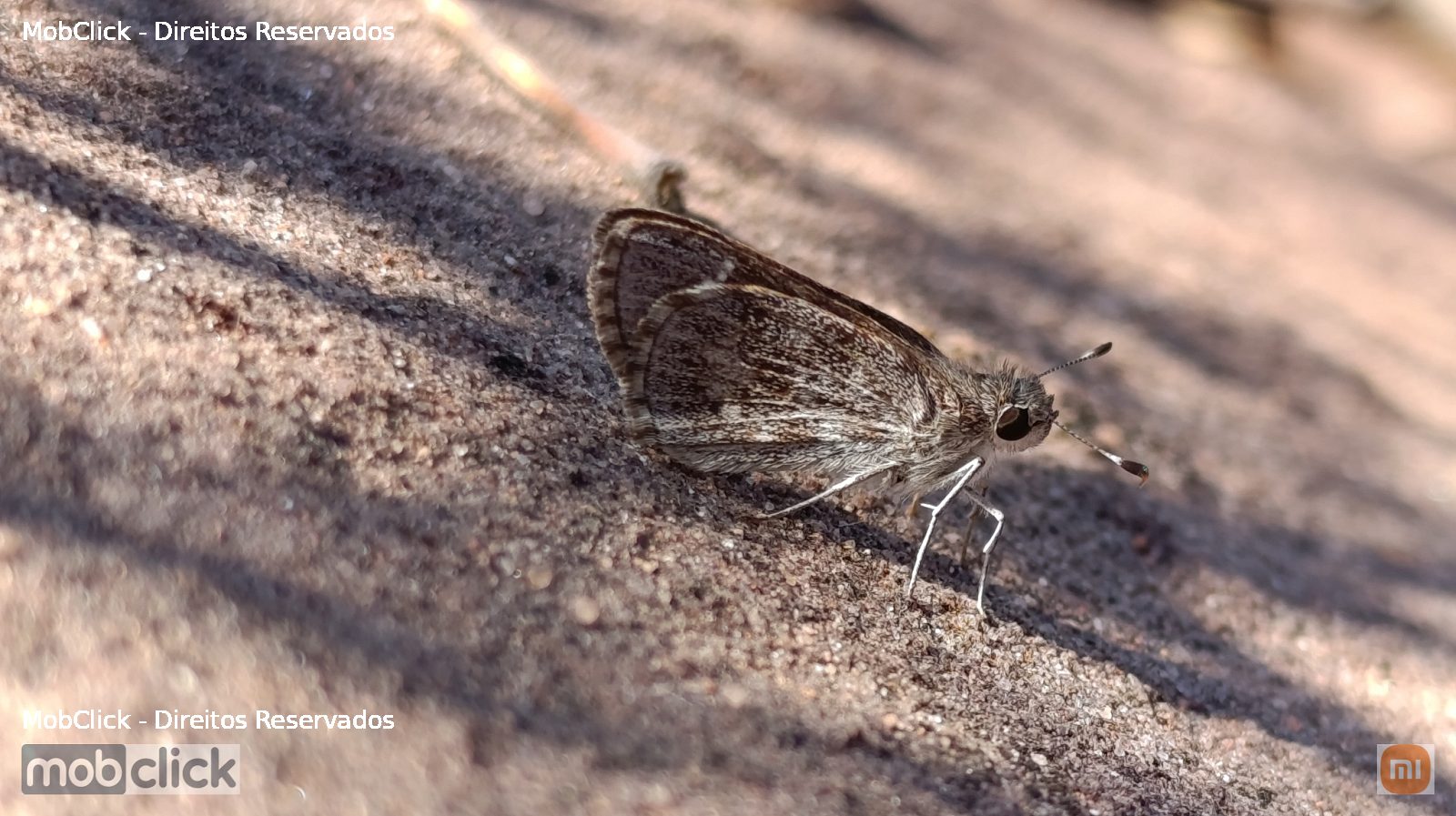 Borboleta - Grass Skippers (Hesperiinae)