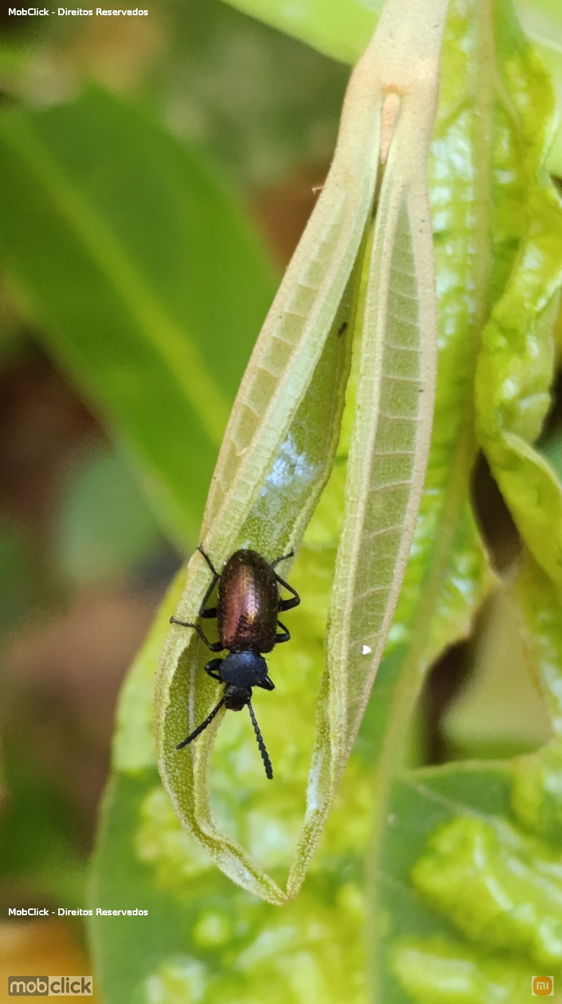 Besouro - Xystropodina
